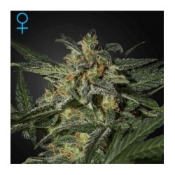White Widow Auto Green House Seeds x3