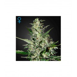 Super Critical Auto Green House Seeds x3