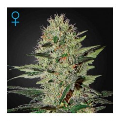 Exodus Cheesee Auto Green House Seeds x3