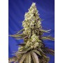 Runtz XL Auto Sweet Seeds 3+1