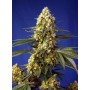 Strawberry Banana Gelato XL Auto Sweet Seeds 3+1