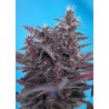 Devil Cream Auto Sweet Seed