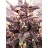 Devil Cream Auto Sweet Seed
