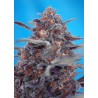 Devil Cream Auto Sweet Seed