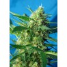 NYC Diesel Auto (Ice Cool) Sweet Seeds 3+1