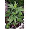 Bloody Skunk Auto Sweet Seeds
