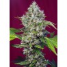 San Fernando Lemon Kush Feminizada Sweed Seeds