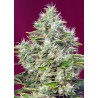 San Fernando Lemon Kush Feminizada Sweed Seeds