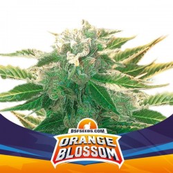 Orange Blossom XXL Auto BSF Seed
