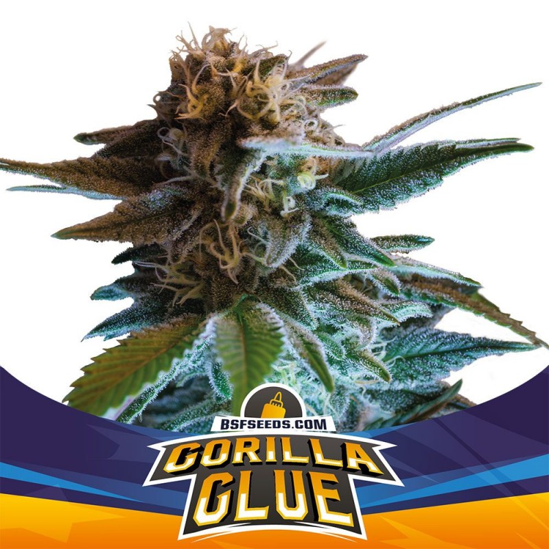 Gorilla Glue Auto BSF Seed X2