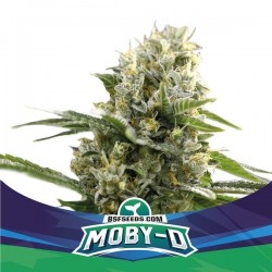 Moby -D XXL Auto BSF Seed