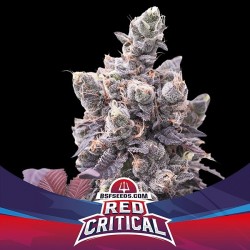 Red Critical Auto BSF Seed