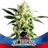 El Gaucho Faster Flowering BSF Seed x2