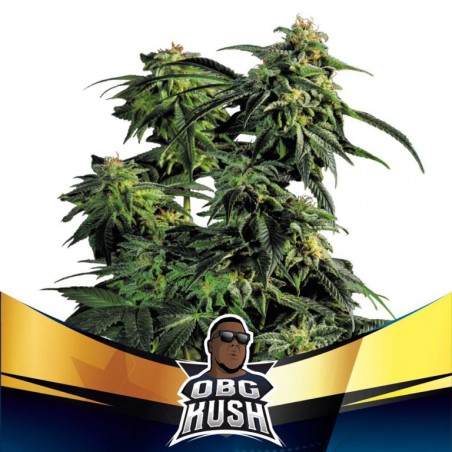 OBG Kush Fast Version BSF Seed x2