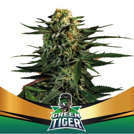 Green Tiger Fast Version BSF Seed x2