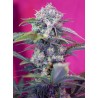 Cream Mandarine Auto Sweet Seeds 3+1