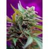 Black Jack Auto Sweet Seeds