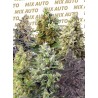 Sweet Mix Auto Sweet Seeds