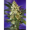 Fast Bud Auto Sweet Seeds