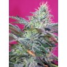 Sweet Cheese Auto Sweet Seeds
