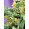 Killer Kush Auto Sweet Seeds