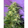 Killer Kush Auto Sweet Seeds