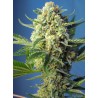 S.A.D. Sweet Afgani Delicious Auto Sweet Seeds