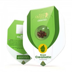 Royal Creamatic Auto Royal Queen x1