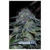 Mystic Cookie Auto Positronics Seeds x5