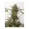 Critical 47 Auto Positronics Seeds x5