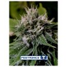 Critical 47 Auto Positronics Seeds x5