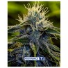 Afghan Auto Positronics Seeds x5