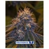 Critical Auto Positronics Seeds x5