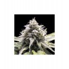 Dark Kush Auto R-Kiem Seeds x3