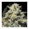 Amazon Auto R-Kiem Seeds x3