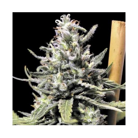 Thunder Auto R-Kiem Seeds x3