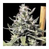 Thunder Auto R-Kiem Seeds x3