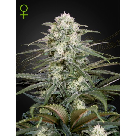 Kalashnikova Auto Green House Seeds x3