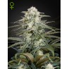 Kalashnikova Auto Green House Seeds x3