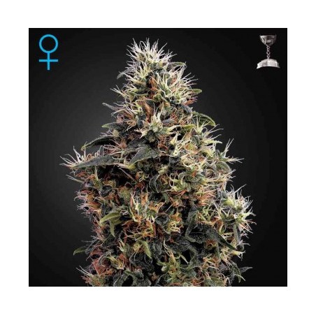 Sweet Mango Auto Green House Seeds x3