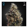 Sweet Mango Auto Green House Seeds x3