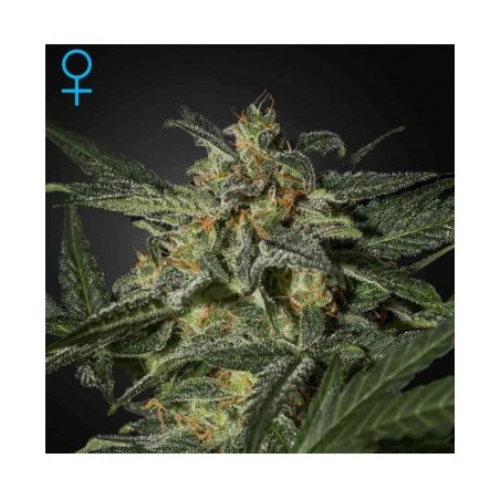 White Widow Auto Green House Seeds x3