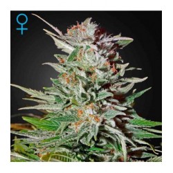 Super Lemon Haze Auto Green House Seeds x3