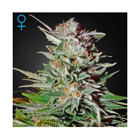 Super Lemon Haze Auto Green House Seeds x3