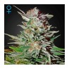 Super Lemon Haze Auto Green House Seeds x3