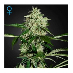 Norther Light Auto Green House Seeds x3