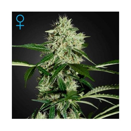 Norther Light Auto Green House Seeds x3