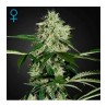 Norther Light Auto Green House Seeds x3