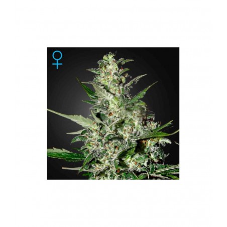 Super Critical Auto Green House Seeds x3