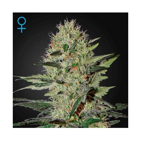 Exodus Cheesee Auto Green House Seeds x3